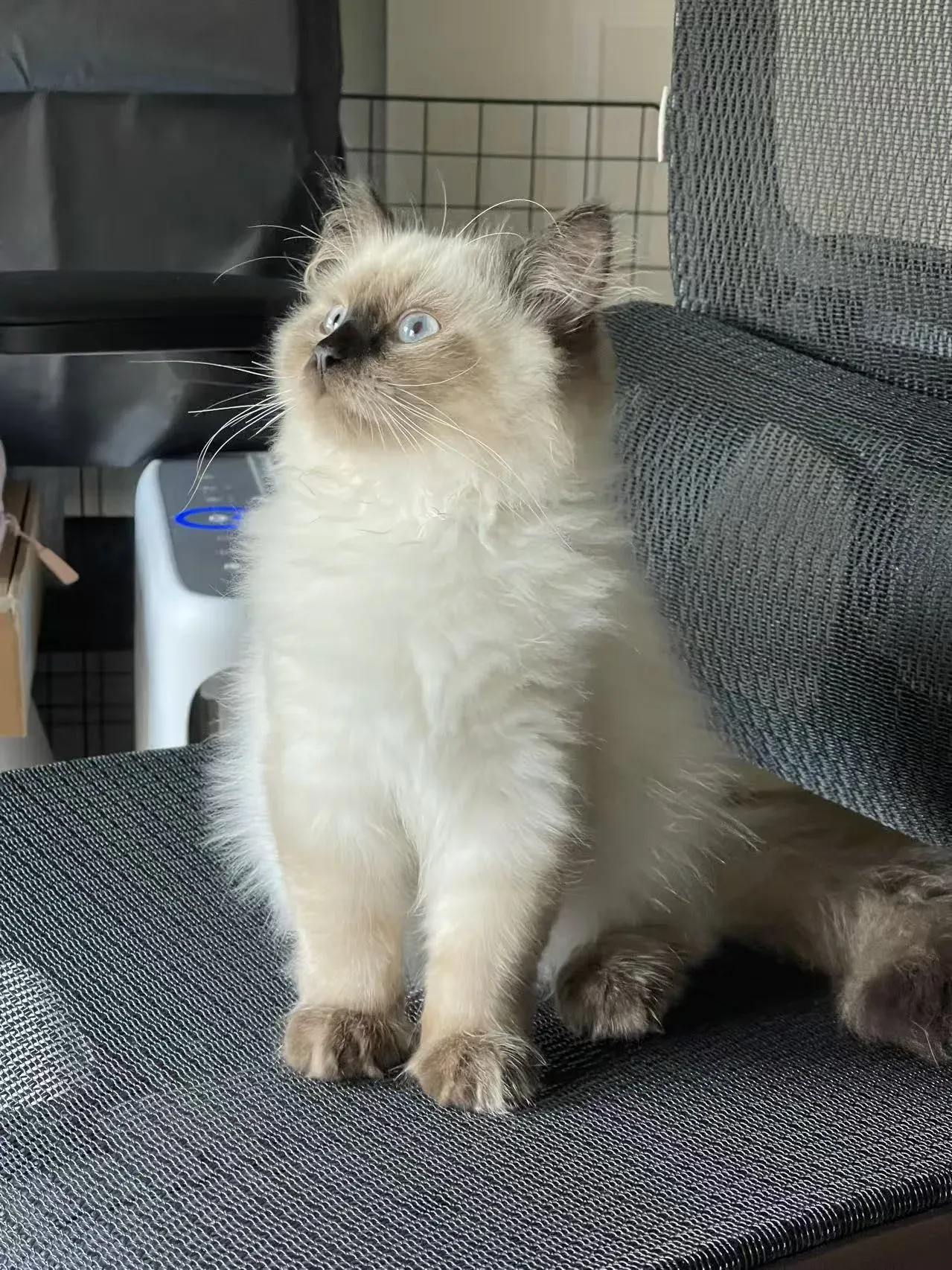 毛毛坐在椅子上，抬头看向镜头